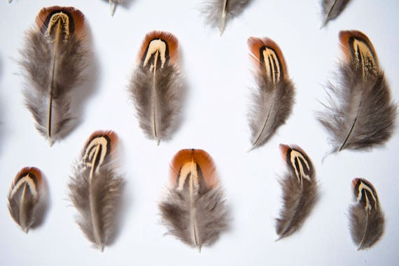3-11cm Ethically Sourced Natural Male Pheasant Feathers Brown// Orange
