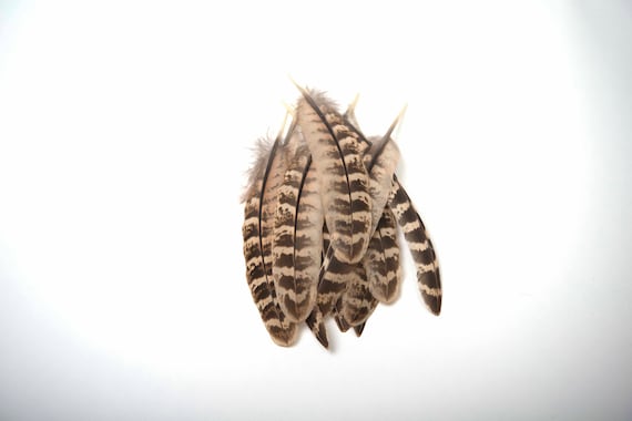 Gold Dipped Natural Female Pheasant Wing Feathers 12-15cm UK Ethically Sourced
