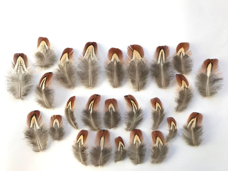 3-11cm Ethically Sourced Natural Male Pheasant Feathers Brown// Orange