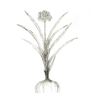 Healthy Kitchen collection-Garlic plant