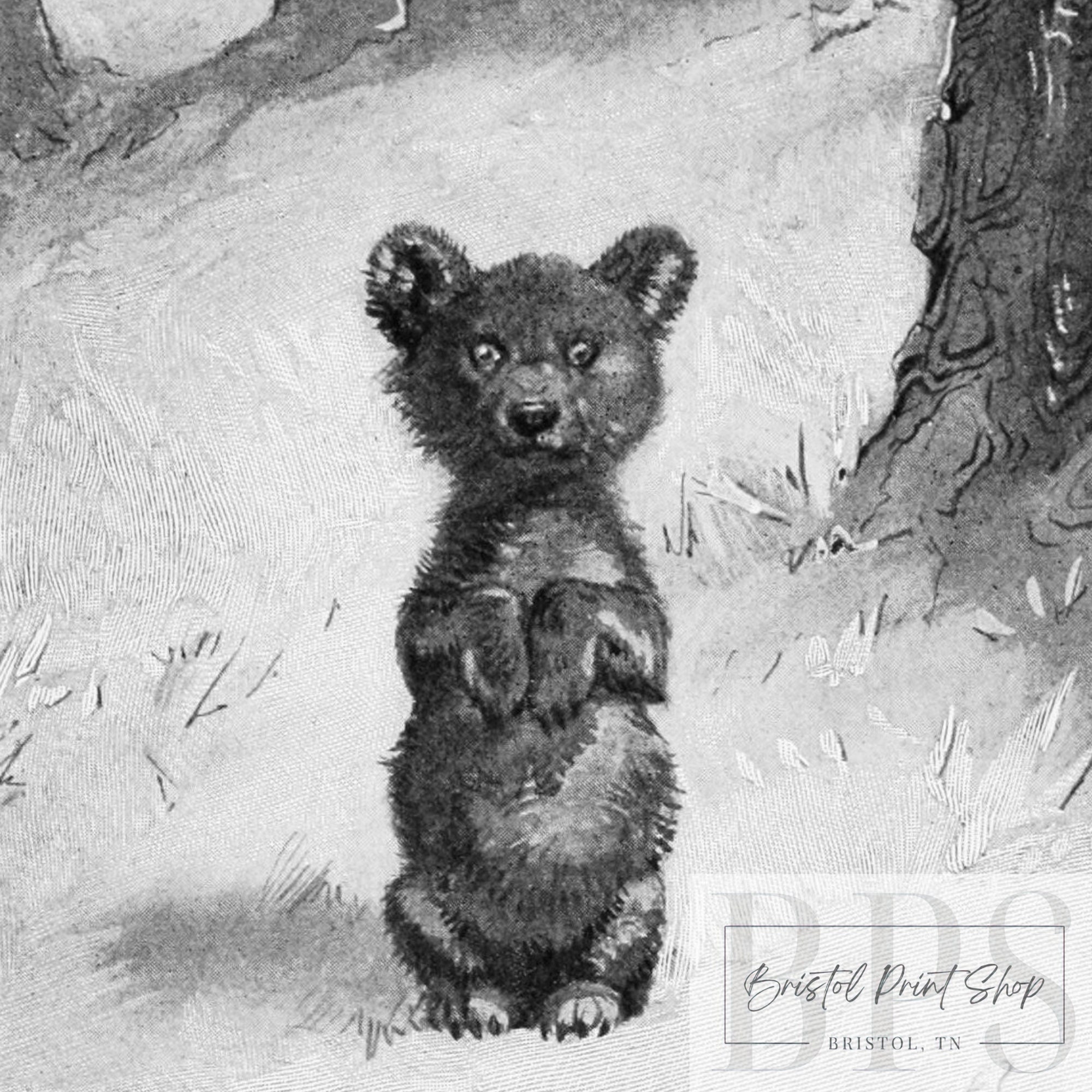 Vintage 1891 Bear Cub Illustration | Black & White Print | Antique