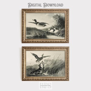 May include: Two framed vintage prints featuring ducks in flight and a dog in a body of water. The prints have a sepia tone and are in ornate gold frames. The top print shows a duck flying over a pond. The bottom print shows a dog jumping for a duck.