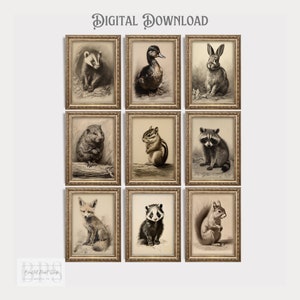 Ensemble de 9 bébés animaux des bois de style antique | Décoration de chambre d'enfant | décoration murale vintage pour chambre d'enfant | Bébé lapin | Bébé écureuil | Bébé animal de la forêt