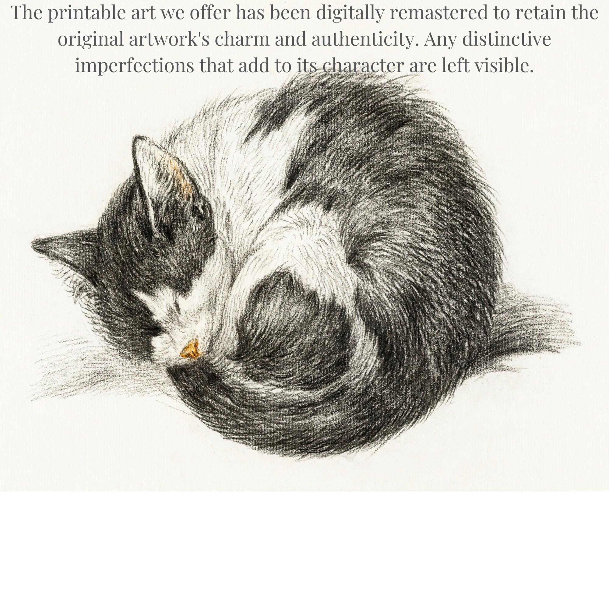 Vintage Cat Art | Black and White Cat Sleeping Drawing | Home Interior ...