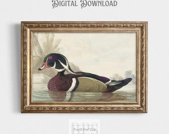 Vintage akvarell med anka | Färgglad skiss | Antik väggkonst | Illustration från 1700-talet | Lantgårdshus | Vintage heminredning