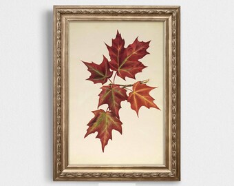 Vintage 1877 Herbstlaub | Herbst Blatt Druck | Antike Wandkunst | 19tes Jahrhundert Aquarell | Herbstlaub | Herbst Malerei