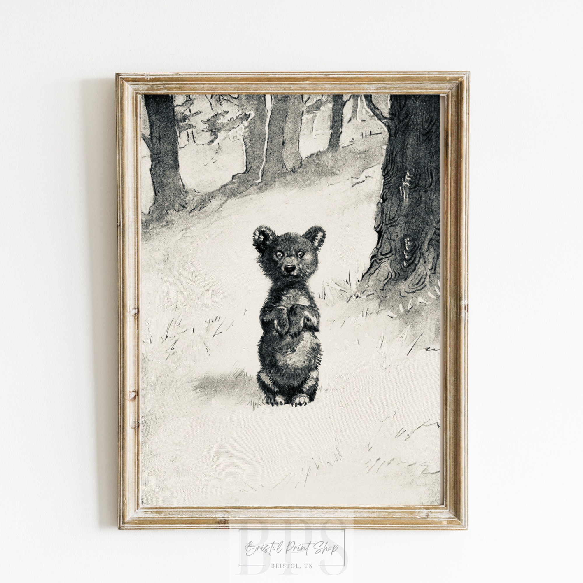 Vintage 1891 Bear Cub Illustration | Muted Print | Antique Wall