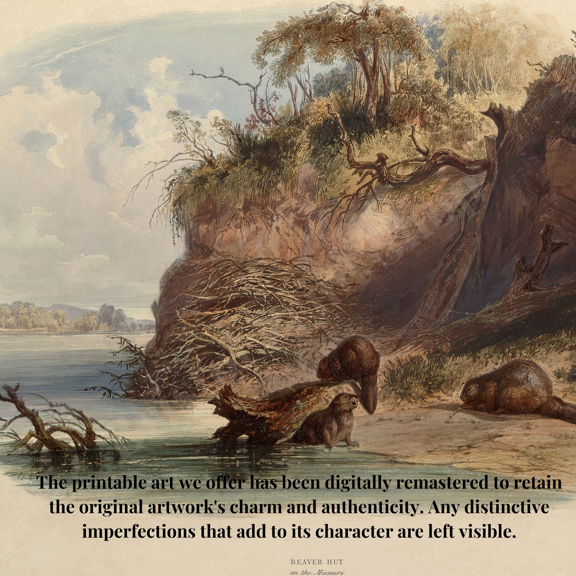 Vintage Beaver Art Print | Three Beavers by Missouri River | Digital ...