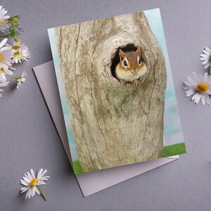 Chipmunk in Tree Notecard