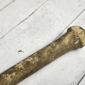 May include: A weathered, cylindrical object with a rounded head. The item has a rough, textured surface with shades of brown and tan, suggesting age or exposure to the elements. The object is set against a light-colored, wooden background.