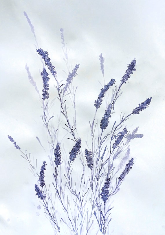 Lavender Love