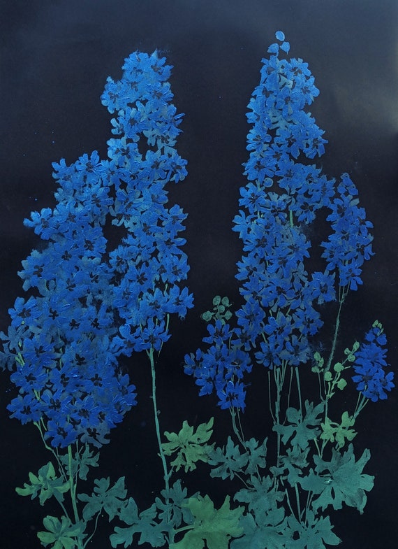BlueBloods