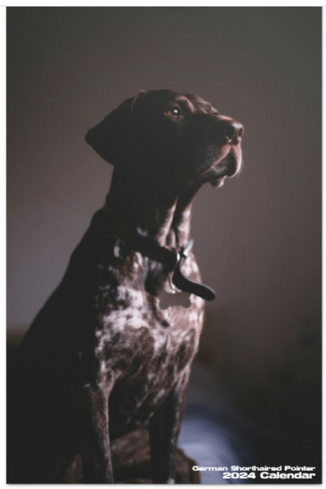 German Shorthaired Pointer 2025 Calendar GSP Hunting Dog Etsy New Zealand