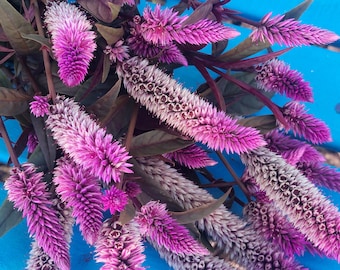 Celosia Pink Purple Burgundy Leaves Flower Seeds