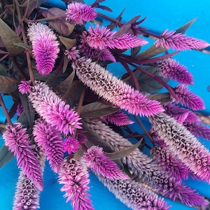 Celosia Pink Purple Burgundy Leaves Flower Seeds image 1