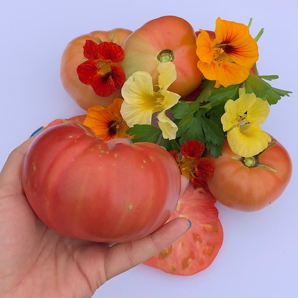 Climbing Triple L Crop aka Italian Tree Tomato Heirloom Tomato Vegetable Seeds