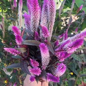 Celosia Pink Purple Burgundy Leaves Flower Seeds image 3