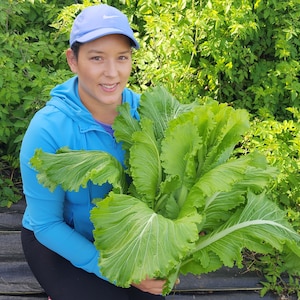 Michihili Napa Cabbage Seeds - Green Chinese Cabbage Heirloom Vegetable Seeds