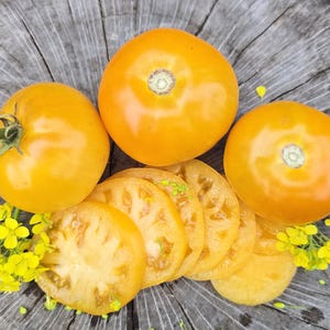 Rare Yellow Genovese Tomato Seeds - Italian Heirloom Yellow Tomato Seeds