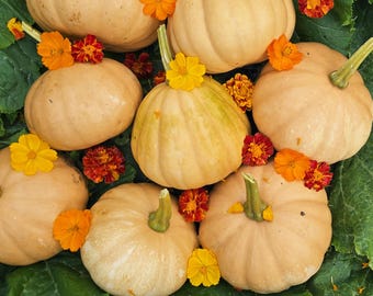 Semillas de calabaza Seminole, hortaliza autóctona de Florida, variedad tradicional
