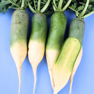 Half Long Green Mini Radish Seeds - Quick To Harvest, Unique Green Radish Seeds