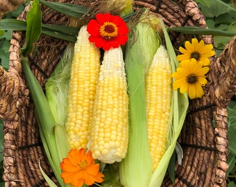 Golden Bantam Yellow Sweet Corn Heirloom Vegetable Seeds
