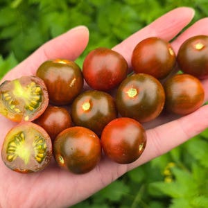 May include: A handful of ripe, heirloom tomatoes, showcasing a mix of red and dark green hues. One tomato is sliced open, revealing a vibrant yellow interior. The tomatoes are held in a hand against a backdrop of green foliage.