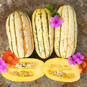 Delicata Heirloom Winter Squash Vegetable Seeds - Vegetable Garden Seeds