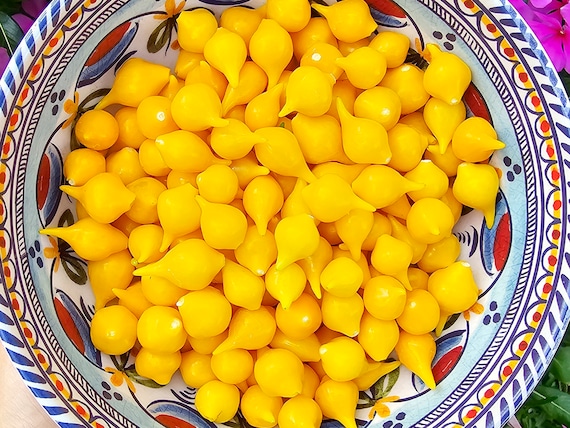 Yellow Biquinho aka Sweety Drop Sweet Pepper Seeds Heirloom Vegetable Seeds