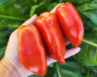 Polish Linguisa Heirloom Tomato Seeds - Tomatoes Seeds Great For Sauce & Paste