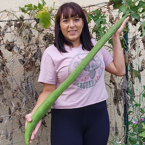 Extra Long Smooth Luffa for Sponges Loofah Gourd Heirloom  Vegetable Seeds