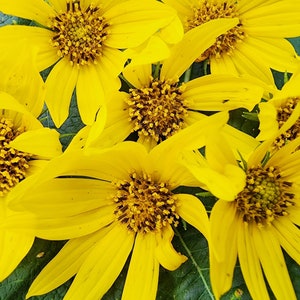 Maximilian Sunflower Perennial Native Heirloom Wild Flower Seeds