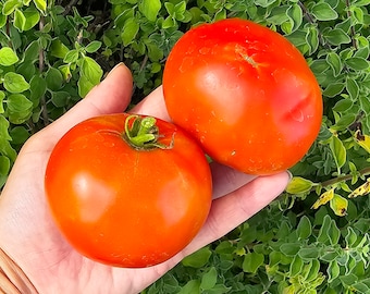 Semillas de tomate rojo reliquia resistentes al calor de Homestead