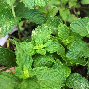Common Mint Spearmint Culinary Herb Heirloom Seeds image 2