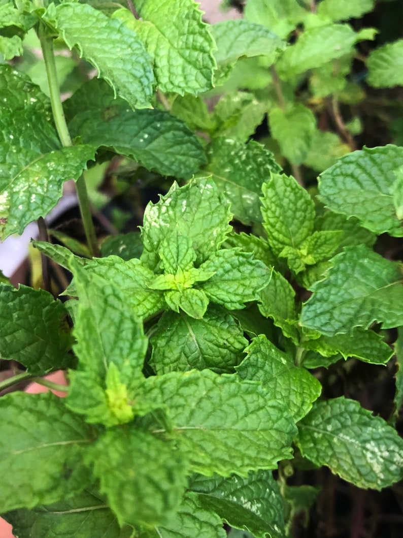 Common Mint Spearmint Culinary Herb Heirloom Seeds image 2