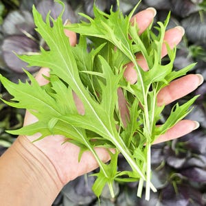 Green Mizuna Mustard Seeds – Mild & Flavorful Japanese Green!