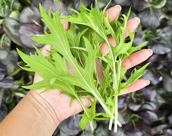 Green Mizuna Mustard Seeds – Mild & Flavorful Japanese Green!