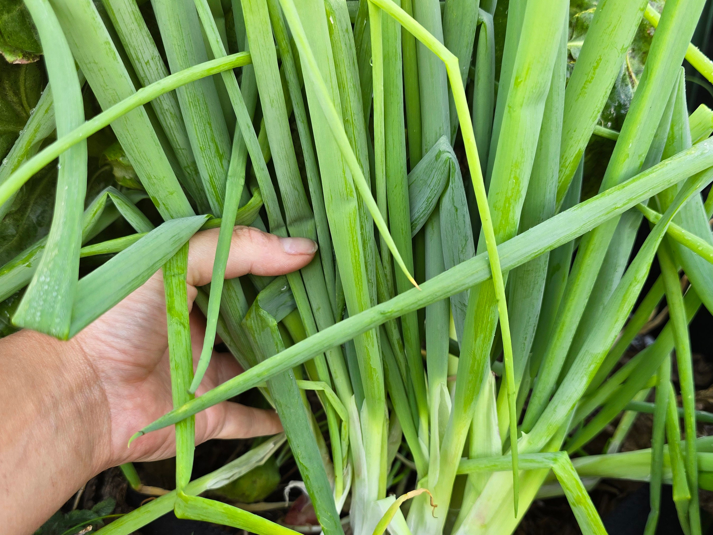 Green Bunching Onion Scallion Spring Onions Heirloom Vegetable Seeds - Etsy