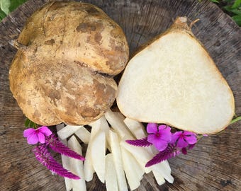 Thai Jicama Root Seeds - Heirloom Vegetable Garden Seeds