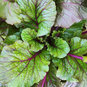 Vivid Choi Mustard Green Seeds Heirloom Vegetable Seeds