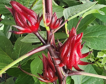 Roselle aka Florida Cranberry aka Jamaican Tea Heirloom Flower Seeds