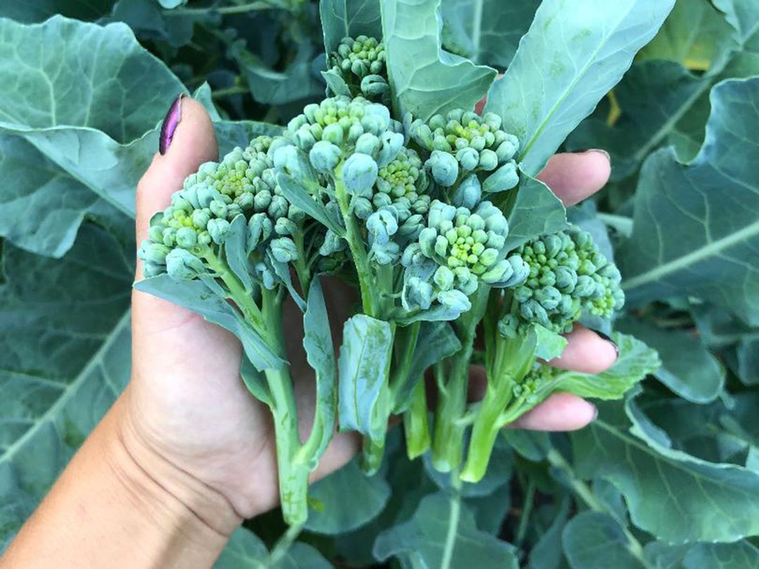 Piracicaba Brazilian Sprouting Broccoli Heirloom Vegetable Seeds Etsy