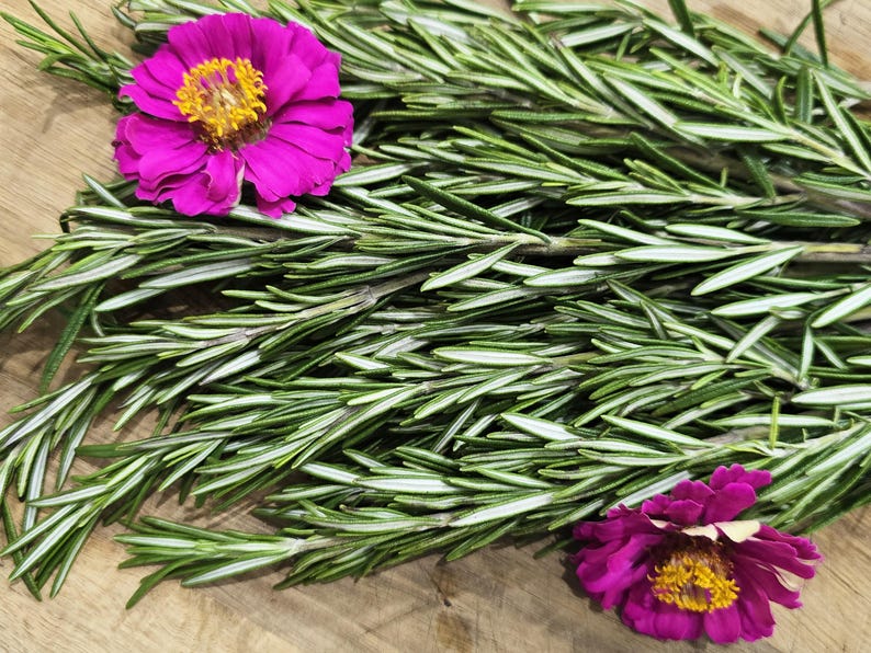 May include: A bunch of fresh green rosemary sprigs with two pink zinnia flowers.