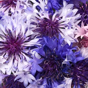 Blue Cornflower Seeds aka Bachelors Buttons Mixed Colors – Long-Lasting Cut Flower Blooms