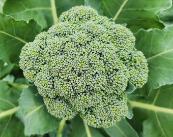 May include: A close-up of a large, green broccoli floret with many small, tightly packed florets. The broccoli is surrounded by green leaves.