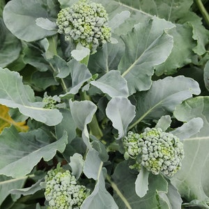 Puede incluir: Primer plano de una planta de br&oacute;coli con tres cabezas de br&oacute;coli verdes creciendo en ella. La planta tiene hojas grandes y verdes.