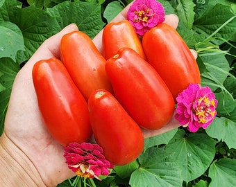 Ten Fingers Of Naples Tomato Seeds - Heirloom Roma Sauce/Paste Determinate Tomato Vegetable Seeds