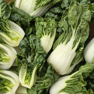 Extra Dwarf Bok Choy Seeds - 2 Inch Tall Bok Choy With Green Leaves & White Stems Heirloom Vegetable Seeds