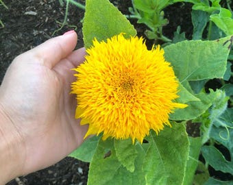 Sungold Dwarf Sunflower Sunflower Seeds - Compact 2-3FT tall, Fluffy Sunflower Blooms
