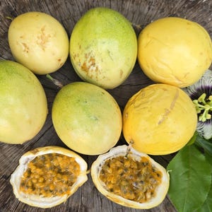 RARE Giant Yellow Brazilian Passionfruit Seeds - Heirloom Vegetable & Fruit Garden Seeds